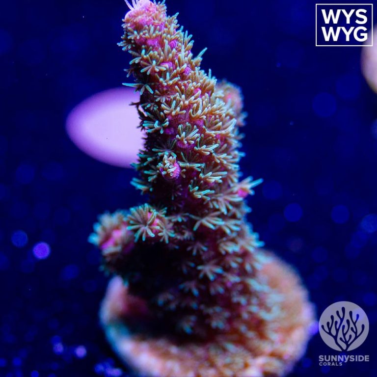 Acropora For Sale - Sunnyside Corals - SPS Acropora Coral