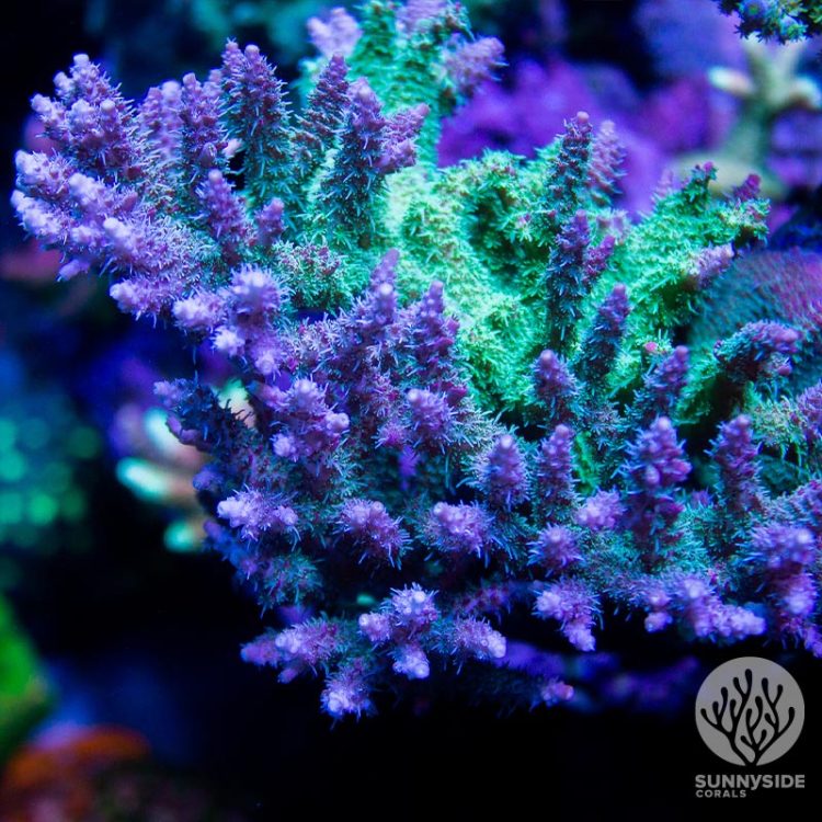 How To Identify And Treat Acropora Red Bugs | Sunnysidecorals.com