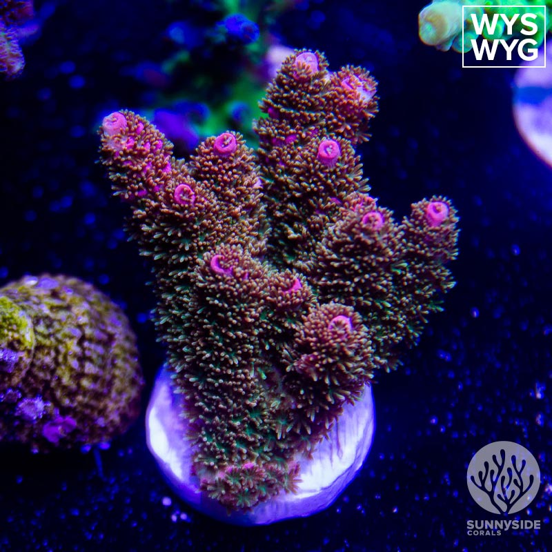 How To Frag Acropora: A Step-by-Step Guide | Sunnyside Corals