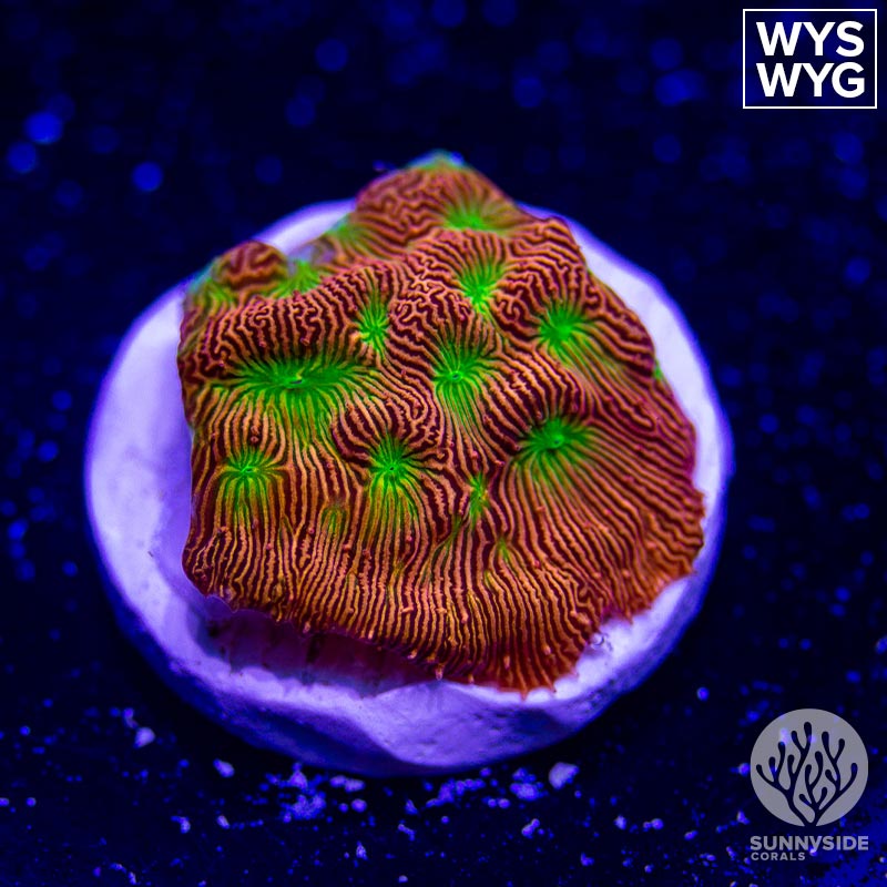 Jack O Lantern Lepto - Sunnyside Corals