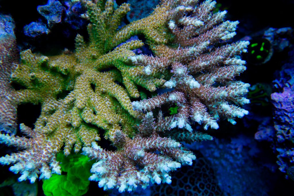 The secret to keeping Acropora and SPS - Frag Box Corals