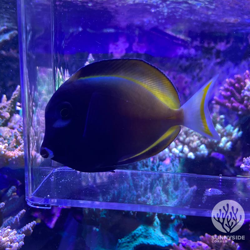 Gold Rimmed Tang