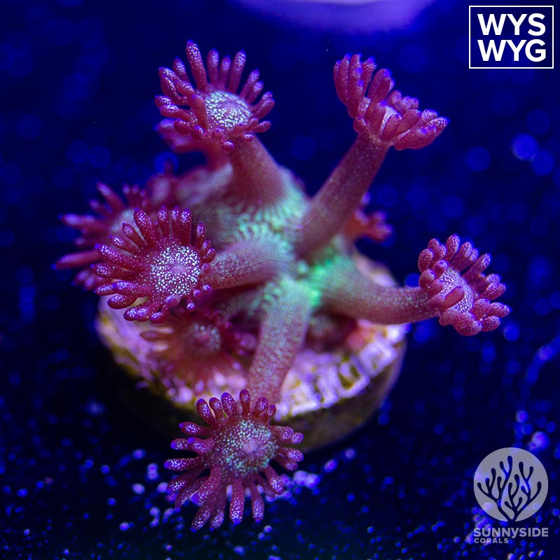 UC Jigs Up Glitter Goniopora - Sunnyside Corals