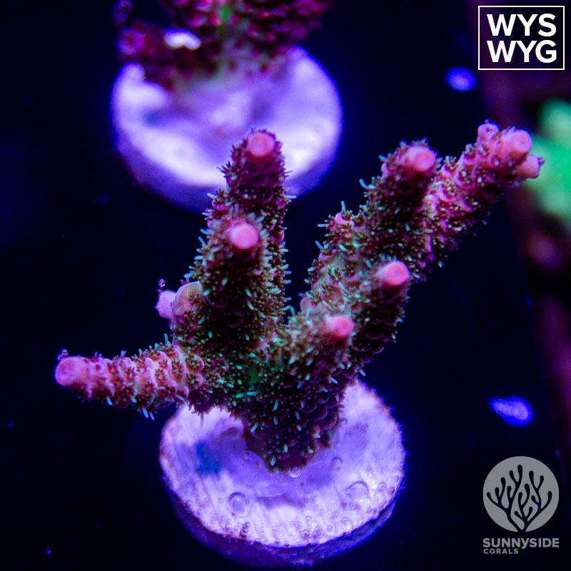 Burning Embers Acropora - Sunnyside Corals