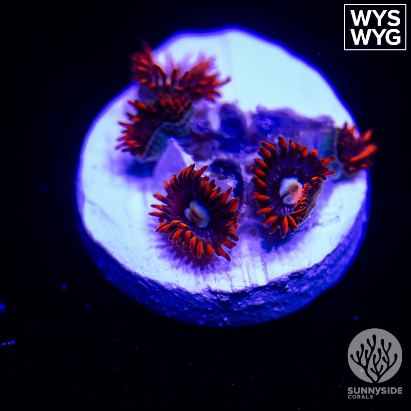 Fire And Ice Zoanthid - Sunnyside Corals