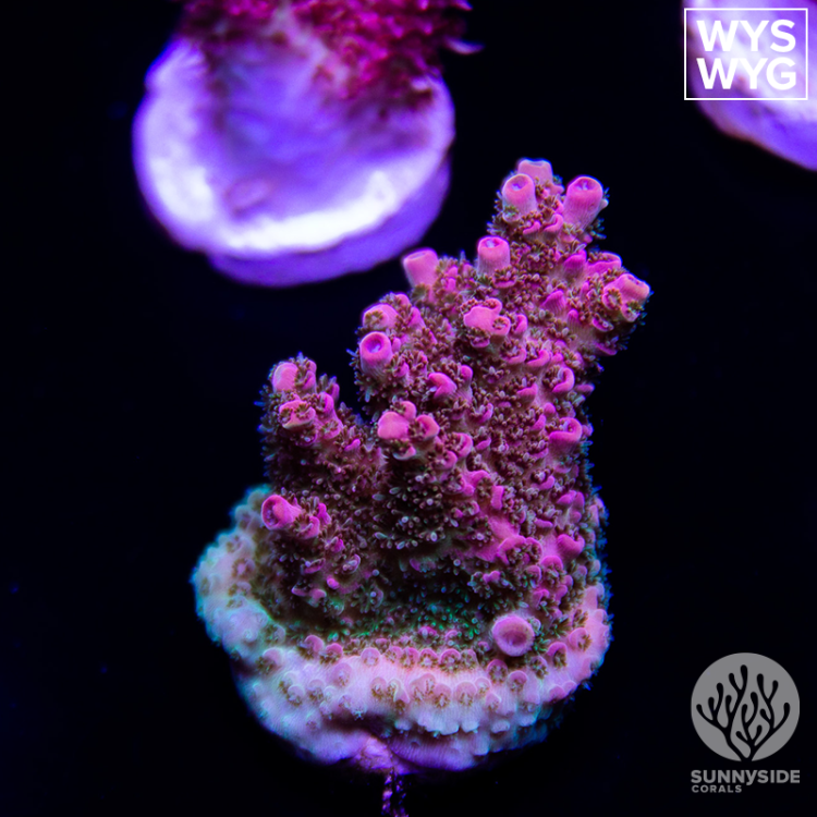 WWC Jello Shot Milli - Sunnyside Corals