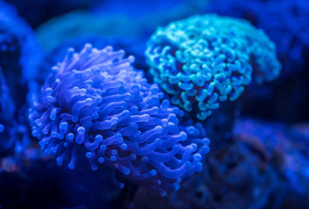 saltwater-old-tank-syndrome-causes-and-solutions-sunnyside-corals