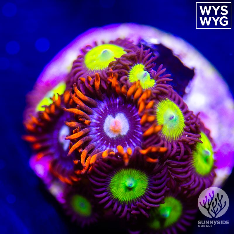 Fire And Ice Zoanthid + Yellow Submarine - Sunnyside Corals