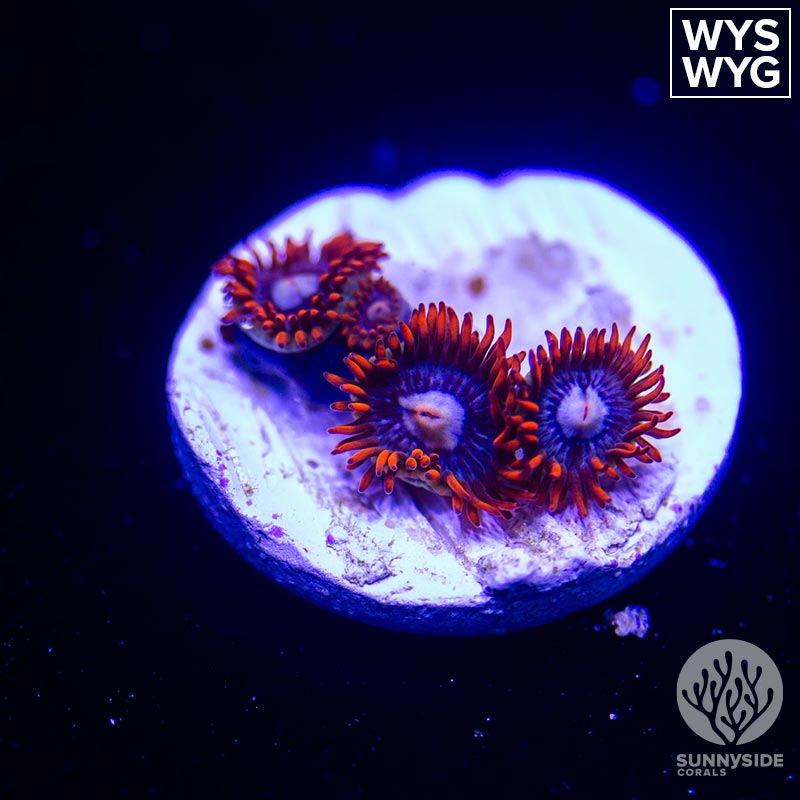 Fire And Ice Zoanthid - Sunnyside Corals