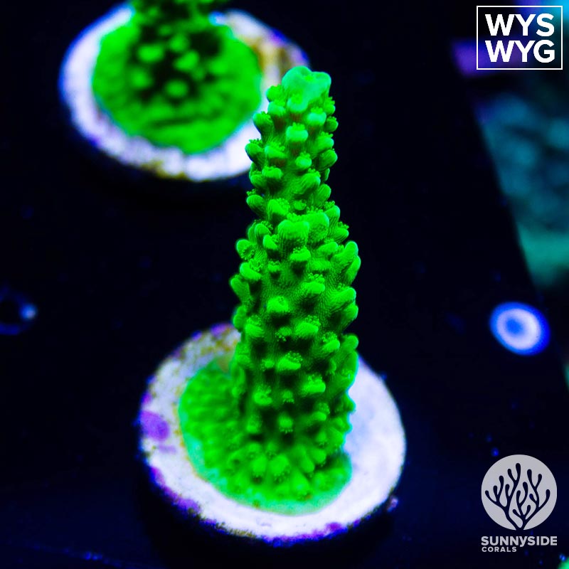 Acropora For Sale - Sunnyside Corals - SPS Acropora Coral