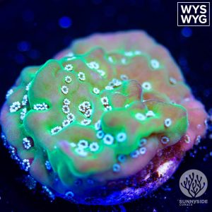Green Montipora Undata - Cut To Order