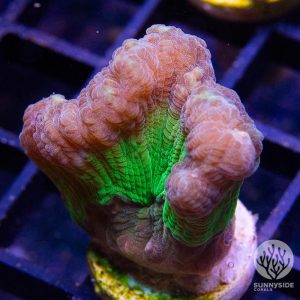 Rainbow Pectina - Cut To Order