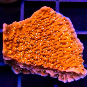 JF Snow Cap Montipora