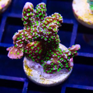 Tubbs Stellata Montipora - Cut To Order