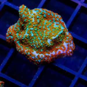 Rainbow Montipora - Cut To Order