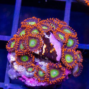 Circus Zoanthid