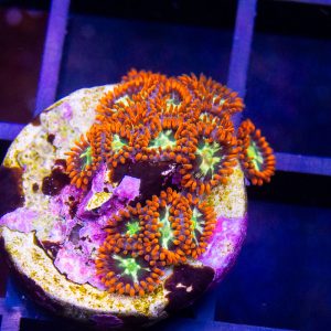 Japanese Sunburst Zoanthid