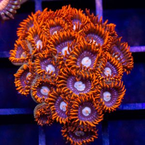 Fire And Ice Zoanthid