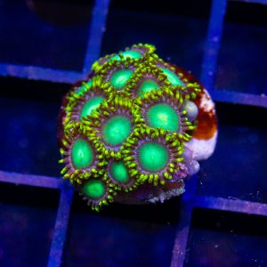 Radioactive Dragon Eye Zoanthid