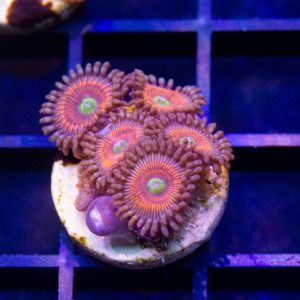 Everlasting Gobstopper Zoanthid - Cut To Order
