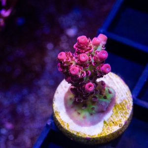 Raspberry Limeade Hyacinthus