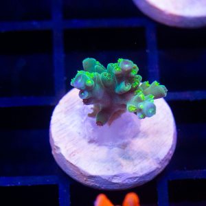 SSC Milky Way Acropora