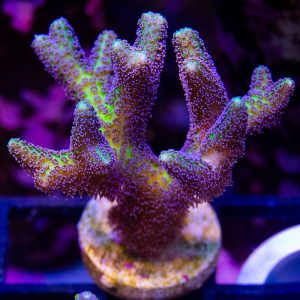 ORA Birds of Paradise - Cut To Order