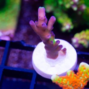 Keeperz Spaghetti Acropora