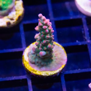 Reefer Direct Frankenberry