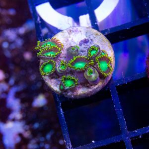 Radioactive Dragon Eye Zoanthid