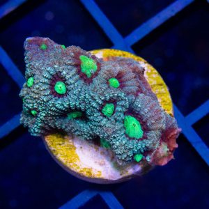 Dragon Favites - Cut To Order