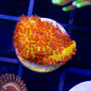 JF Burning Banana Stylocoeniella - Cut To Order