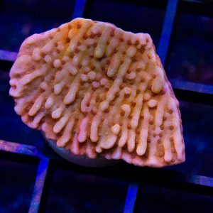 CB Flaming Phoenix Montipora