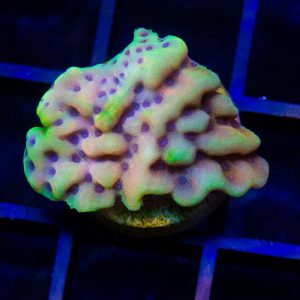 RR Crazy T Montipora - Cut To Order