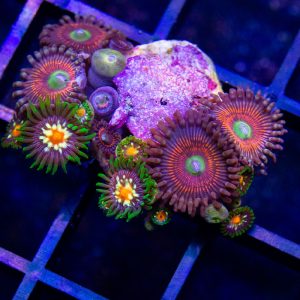 Everlasting Gobstopper + Daisy Cutters Zoanthid