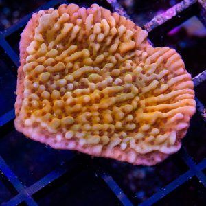 CB Flaming Phoenix Montipora - Cut To Order