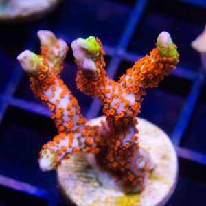 Bubblegum Digitata - Cut To Order