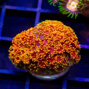 UC Pixy Sticks Goniopora - Cut To Order