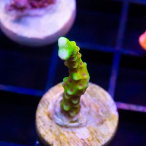 RRC Goldenrod Anacropora