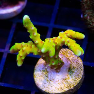 RRC Goldenrod - Cut to Order