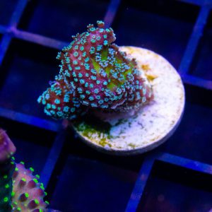 Rainbow Stylophora