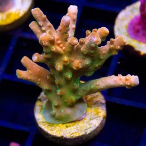 TGC Orange Creamsicle