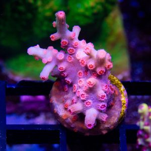 Branching Cyphastrea