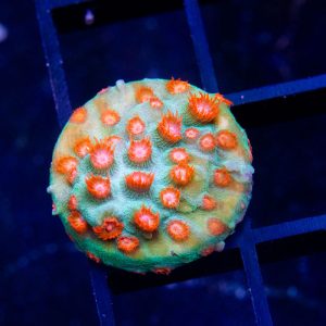 Meteor Shower - Cut To Order