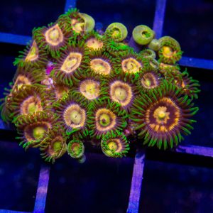 WWC Laser Lemon Zoanthid