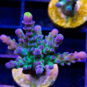 Poletti's Yellow Tip Austera