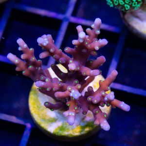 SSC Black Lightning - Cut To Order