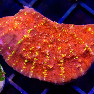 JF Gold Meister Chalice - Cut To Order