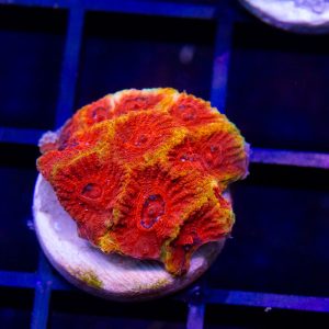 Cherry Corals Darth Maul Favia