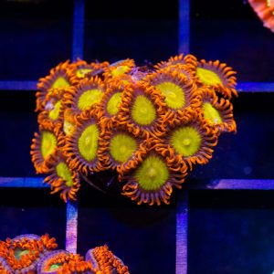 Orange Mandarin Zoanthid
